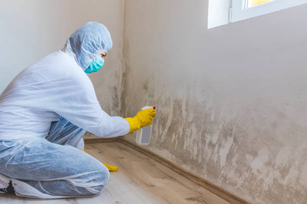 Licensed Mold Cleanup service in Needham Heights, MA - WQB Mold Removal
