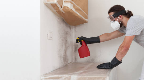 Professional Mold Cleanup technician working in Needham Heights, MA